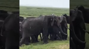 Из серии «теперь ты видел все» 😲:Как слониха рожает 🐘