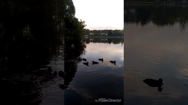 Ловля карася в Молодежном, вечерняя зорька и друзья рыбака. смотреть онлайн