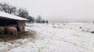 Овцы зимой