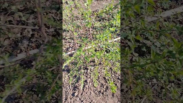 Доброе утро из Сладково.