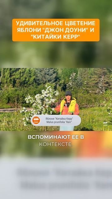 Удивительное цветение яблонь #яблоня #ландшафтныйдизайн #сад