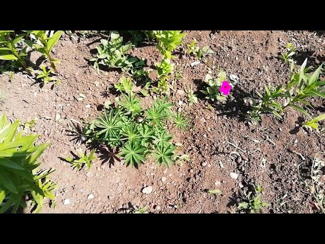 Обзор моих растишек и курятника. смотреть онлайн