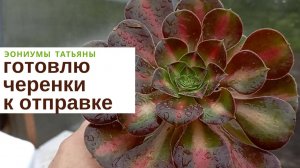 №181 Готовлю черенки эониумов к отправке