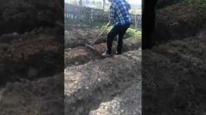 Как правильно копать картошку