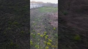 МОЖЕВЕЛЬНИК ПОСАДИЛА.