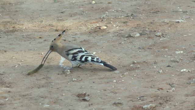 Hoopoe bird try to hunt breakfast смотреть онлайн