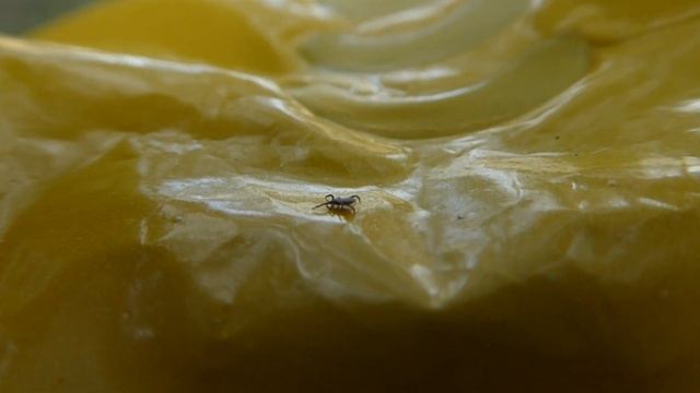 Castor Bean Tick, Ixodes ricinus, Schapenteek, Woudenberg, U, the Netherlands, 16 Sept 2023 смотреть онлайн