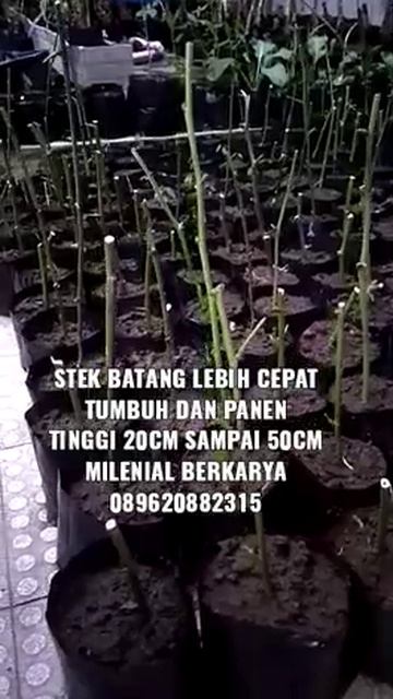 Stek Batang Tanaman Indigofera, WA 089620882315 смотреть онлайн