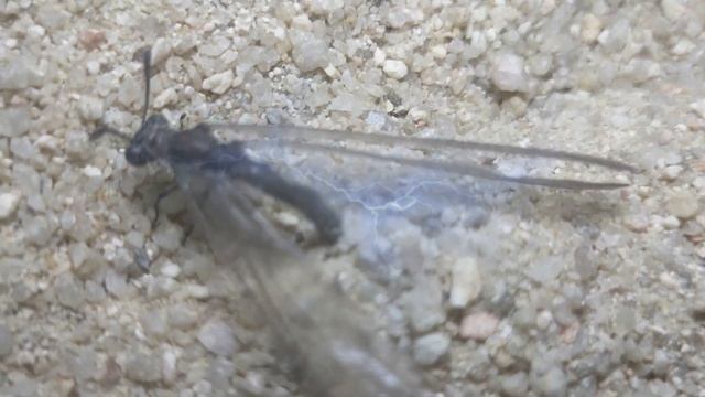 泥沙里的陷阱。 螞蟻的剎手。 蟻蛉產卵。 蟻獅的媽媽。 смотреть онлайн