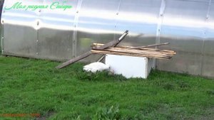 Гоша продолжает всех пугать, а в это время у гусыни начали вылупляться гусята!