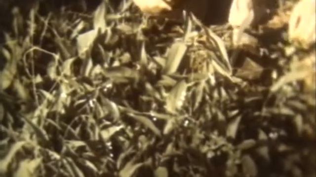 Учебная фильмотека. Биология. Отделы растений смотреть онлайн