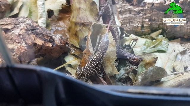 Ep.76 - Naissance de Varanus timorensis chez GuttOpia.Com (timorensis hatched) смотреть онлайн