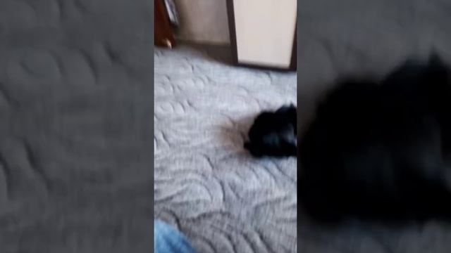 Кот играет с фантиком от конфеты смотреть онлайн