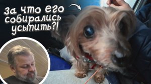 Одного хотели усыпить, второй не ужился в семье, что нам с ними делать?