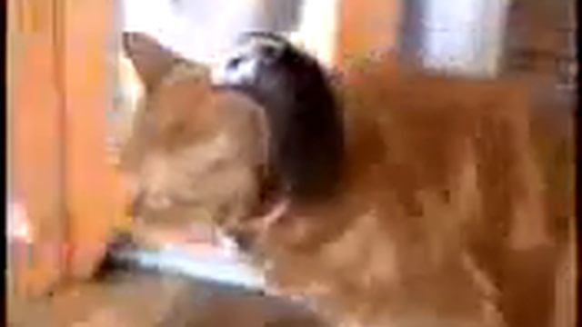 Accelerator Gazette Taiwan : СОГАЗ Нефтеюганск - Tucheng Court Notary Public смотреть онлайн