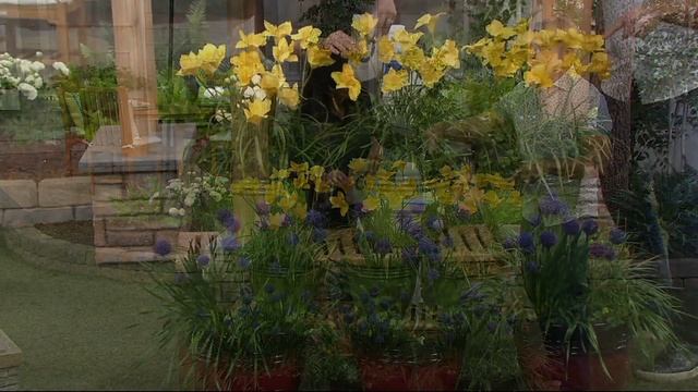 Cottage Farms 3-Piece Fragrant Treasures Daylily Set on QVC смотреть онлайн