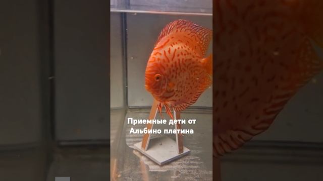 Пробуем посадить малька