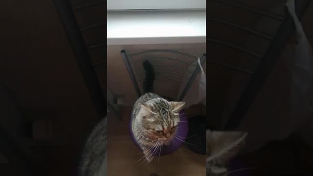 Велес просит ласки 🤗 смотреть онлайн