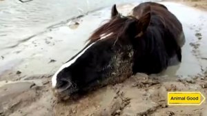 Человек помог плачущей лошади, а дальше произошло что-то невероятное!
