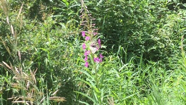 アポロウスバアゲハ / Parnassius apollo (Apollo)　スイス・テッシュ　2017/07/06 Tasch Swiss, Butterfly of Swiss смотреть онлайн