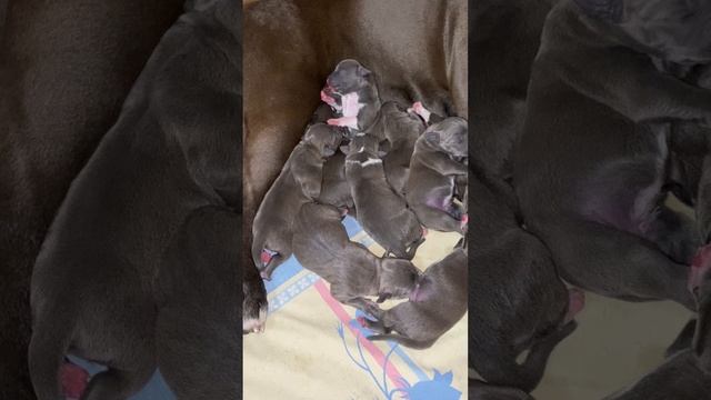 ❤️ПАСХАЛЬНЫЕ ЗАЙЧИКИ❤️ #amstaff #амстафф #американскийстаффордширскийтерьер #питомник #щенки