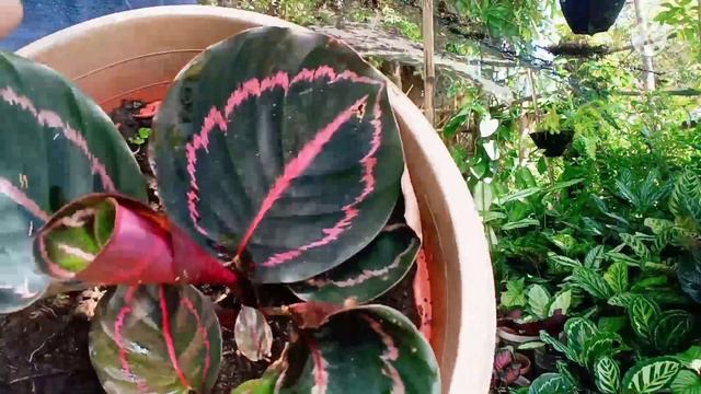 PART 1:Calathea's Variety/ Naming Calathea Plants/Prayer Plants: MGA VARIETY NG CALATHEA PLANTS смотреть онлайн
