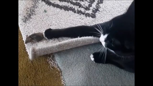 Кошки-мышки смотреть онлайн