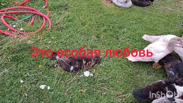 Мускусные утки. Зарисовка смотреть онлайн