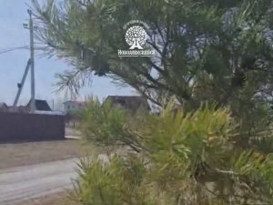 Земельные участки в Новосибирской области. ИЖС. НСО. Новоалексеевск. https://clck.ru/3FE57B