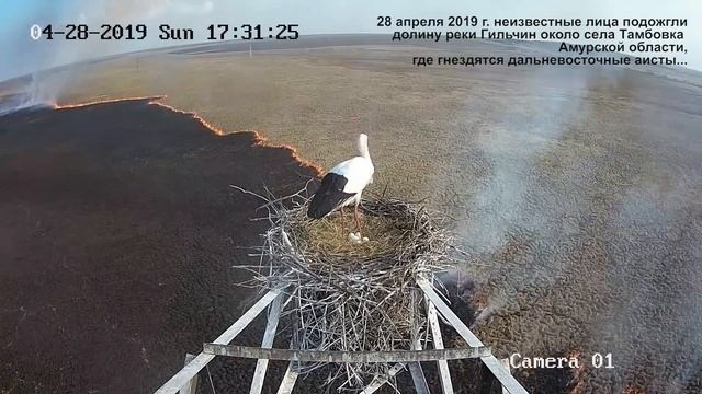 Пожар в долине реки Гильчин, где гнездятся аисты. Видео с веб-камеры. смотреть онлайн