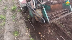 Копаємо картоплю копачем. Копалка в дії з мототрактором Файтер Т-18.