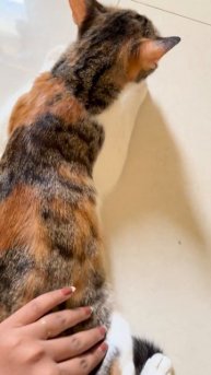 My cat is in heat and it’s breaking my heart is this normal behavior?