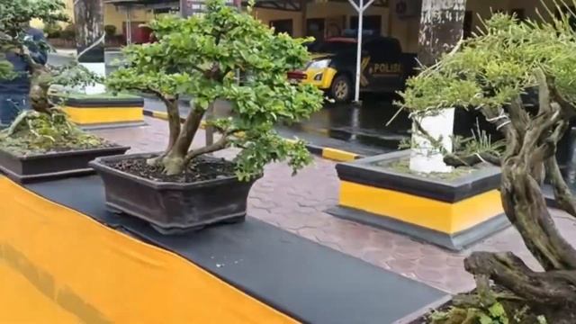 MARS PPBI Perkumpulan Penggemar Bonsai Indonesia смотреть онлайн