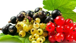 Лев Фёдоров (Canto) "Смородина". Сл. В.Ерофеевой-Тверской. Исп. А.Ракитина.