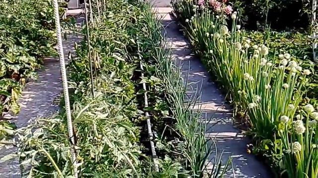 Система капельного полива. Узнай как устроить систему капельного полива на участке