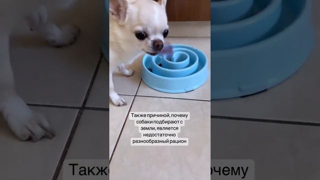 Почему собаки подбирают еду с земли?