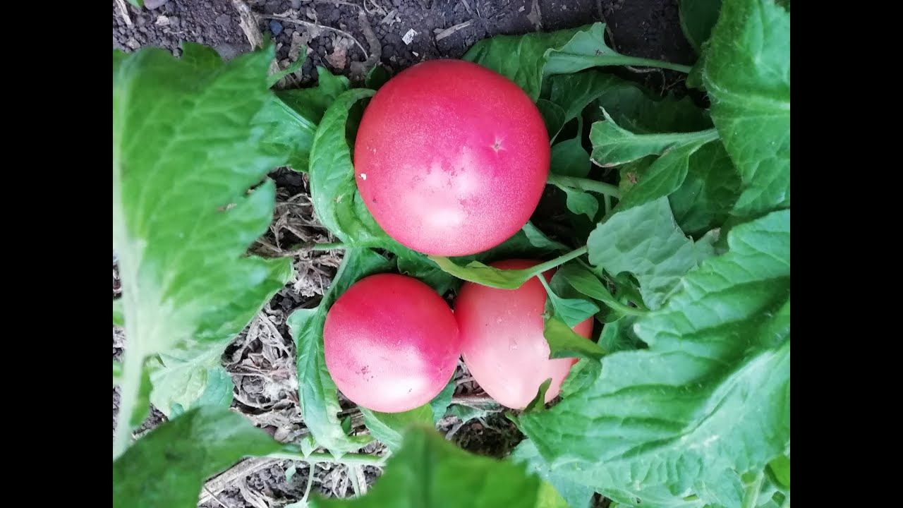 Последние помидорки в этом году... смотреть онлайн