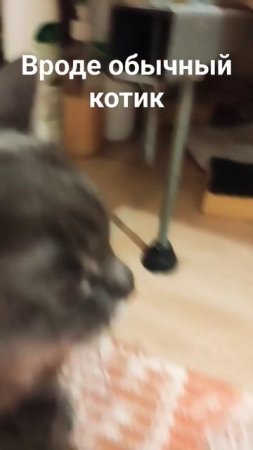 #рекомендации #countryballs #странымира #квадробика #прыжки #furry #cat #реки #therian