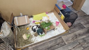 Зелёная столовая морских свинок Улли и Пулли 🌿
