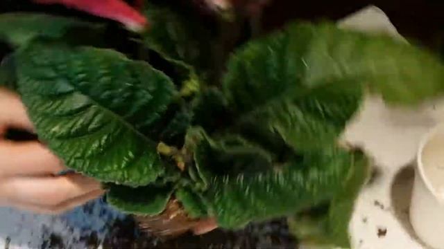 Broad-leafed Streptocarpus:cleaning reguvination 4 смотреть онлайн
