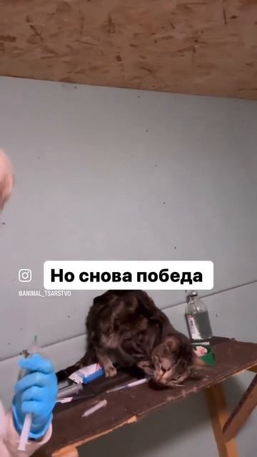 Подробнее в комментах и инст animal_tsarstvo подпишись #домашниеживотные #кошки #животные #собаки смотреть онлайн