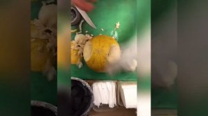 Кальян на Дыне 🍈