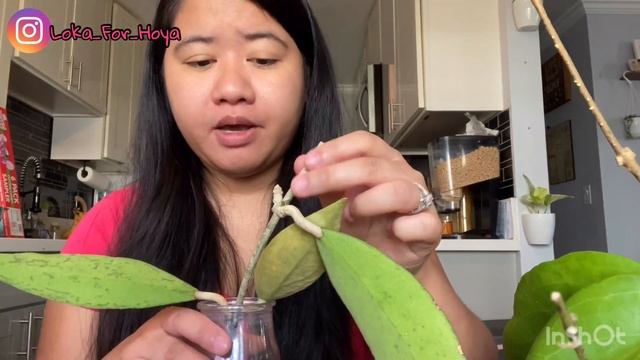 Hoya Haul and Propagation Update (Hoyas from Ted Green) смотреть онлайн