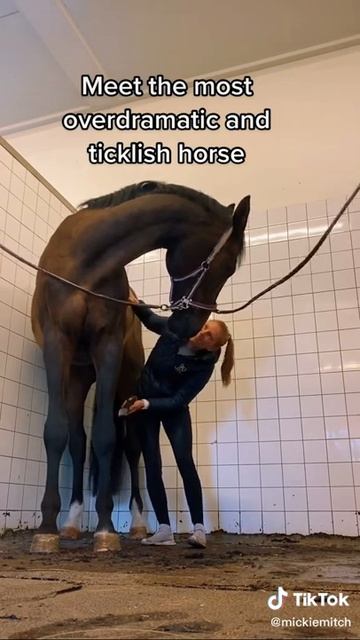 Щекотно 😄 смотреть онлайн