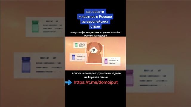 ПРАВИЛА ПЕРЕВОЗКИ ДОМАШНИХ ЖИВОТНЫХ