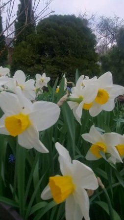 Прекрасные нарциссы😍💛💛💛 Апрель 2025