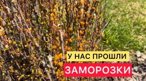Какие растения нужно укрывать в Сибири, а какие не боятся морозов!