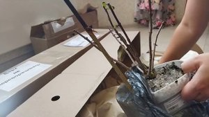 Приехали две посылки из Питомника Веры Глуховой. Осенний заказ 2021! Распаковка посылки.