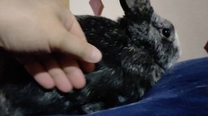 Милаш Путяш на ручках