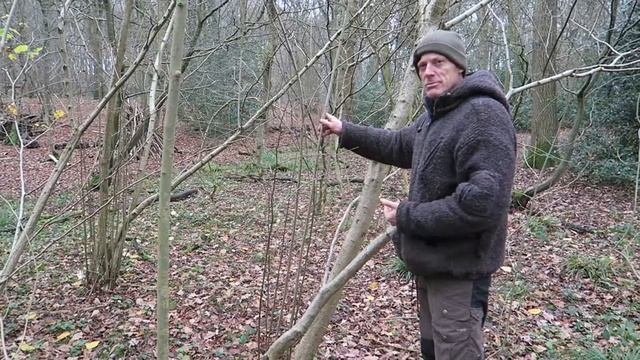 Hazel - uses and identification смотреть онлайн